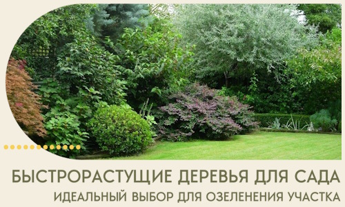 Быстрорастущие деревья для сада идеальный выбор в Артёме