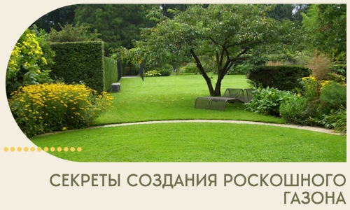 Секреты создания роскошного газона в Артёме